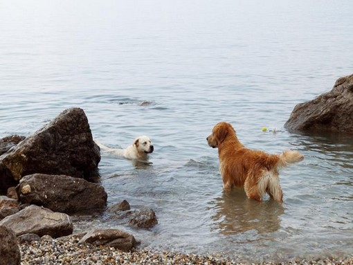 Dog friendly beach Crikvenica | Via Mea Travel