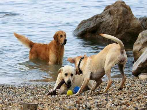 Dog friendly beach Crikvenica | Via Mea Travel